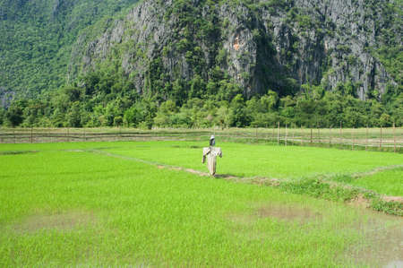 Paddy in countryside of Thailandの写真素材