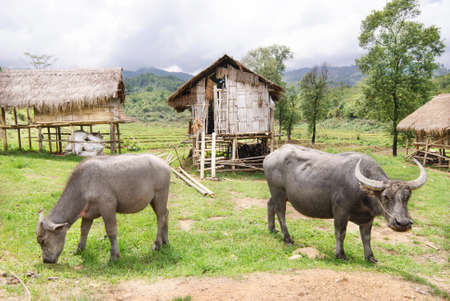 Water buffalo in country field of northern thailandの写真素材