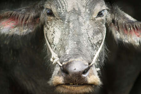 Water buffalo in country field of northern thailandの写真素材
