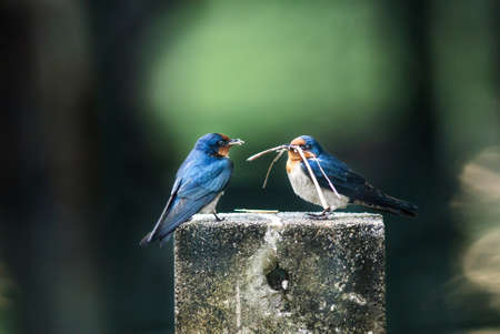 Portrait of two Pacific swallowの写真素材