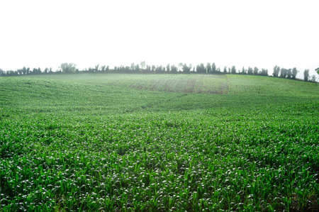 Plantation of Fodder Corn in Thailandの写真素材