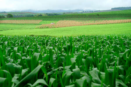 Plantation of Fodder Corn in Thailandの写真素材