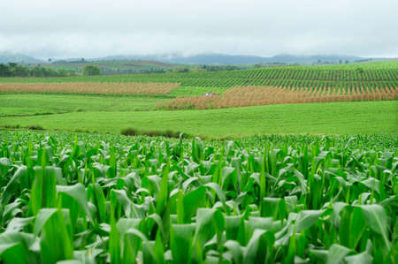 Plantation of Fodder Corn in Thailandの写真素材