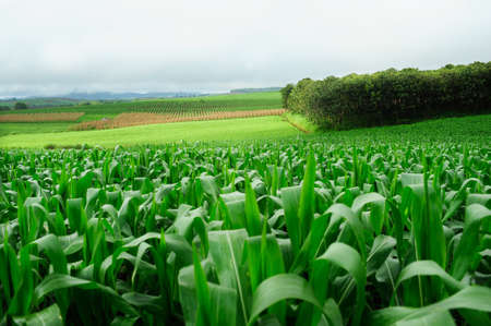 Plantation of Fodder Corn in Thailandの写真素材