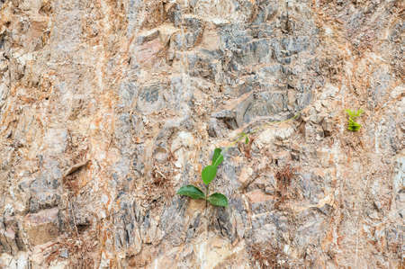 Green plant growing on  rock wallの写真素材
