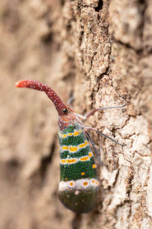 Fulgorid planthoppers on the treeの写真素材