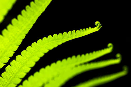 Natural background with fern leafの写真素材