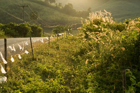 Road in ruralの写真素材