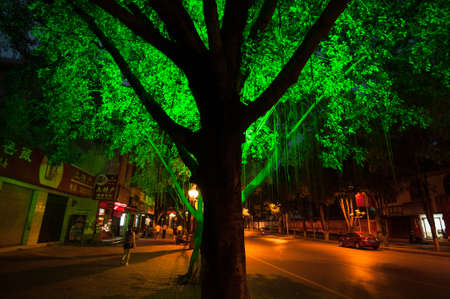 Trees in the park at nightの写真素材
