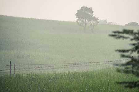 cane sugar farm, China