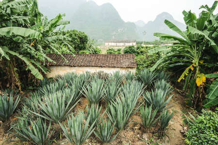 Sisal plantation in south Chinaのeditorial素材
