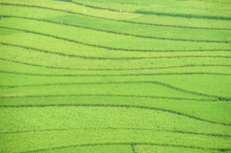 Terraced Rice Fields, Chinaの写真素材