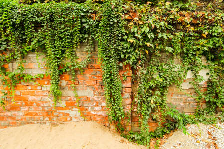 The Green Creeper Plant on the old Wallのeditorial素材
