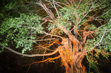the tree with spread branch and green leaves in the night parkの写真素材