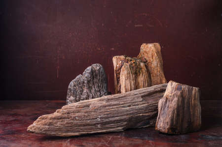 Petrified Wood  put on table in dark backgroundの写真素材