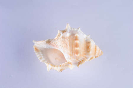 Sea shells, pacific ocean