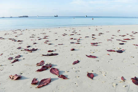 Red and yellow autumn leaves lying on the beachの写真素材