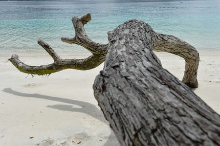 Interesting dead tree on tropical beach, Thailand