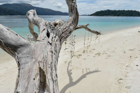 Beautiful beach with white dead treesの写真素材