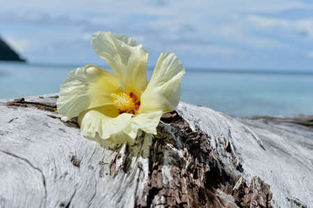 Tulip Tree flower on driftwoodの写真素材