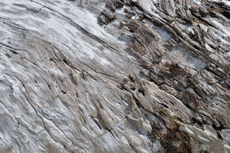 driftwood on a beach