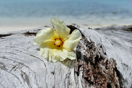 Tulip Tree flower on driftwoodの写真素材