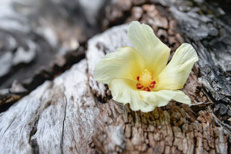 Tulip Tree flower on driftwoodの写真素材