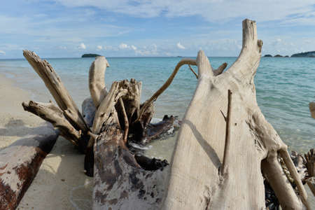 Image of dead trees on tropical beach Thailand