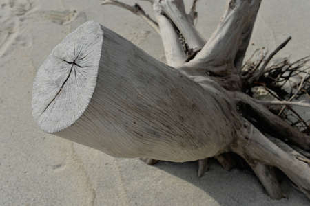 Dry tree on the beachの写真素材