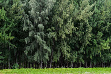 Australian pine tropical tree on a shell beachの写真素材