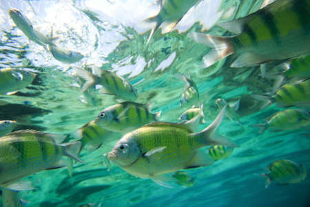 Colorful of fishes with ripples of sunlight reflected on the ocean floorの写真素材