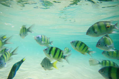 Colorful of fishes with ripples of sunlight reflected on the ocean floor
