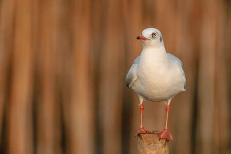 Seagull is a bird migration to Thailandの写真素材