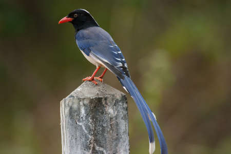 Blue Magpie is a Bird of Thailandの写真素材