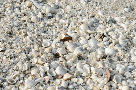 Tropical background with sea shells, coral and sand