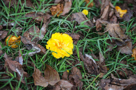 The close up of ancient Yellow Silk Cotton flowerの写真素材