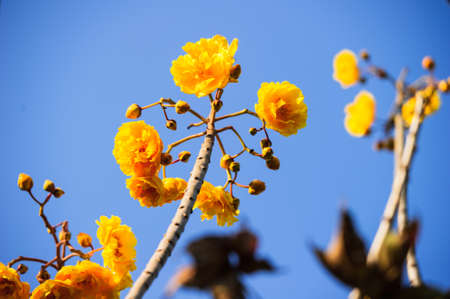 Yellow silk cotton tree flowers on blue skyの写真素材