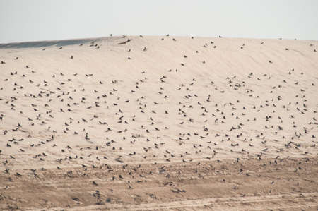 Sand dunes with birds