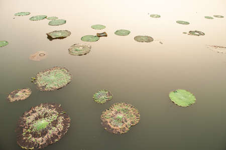 lotus flower on water surfaceの写真素材