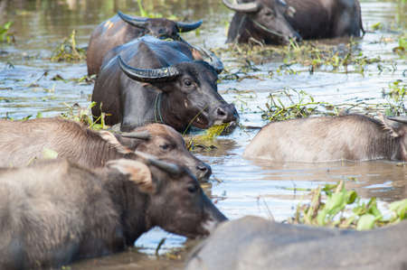 Black water buffalos are feeding in a pond, Thailandの写真素材