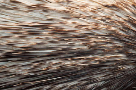 Porcupine carcass from a man kill,Laosの写真素材