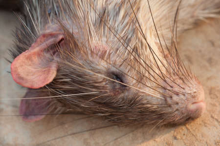 Porcupine carcass from a man kill,Laosの写真素材