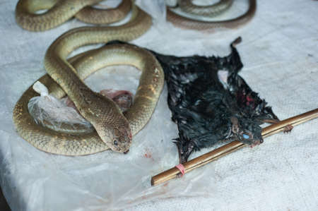Dead snake and squirrel
