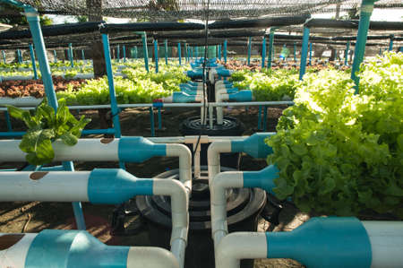 Green organic, cultivation hydroponics vegetable in farm