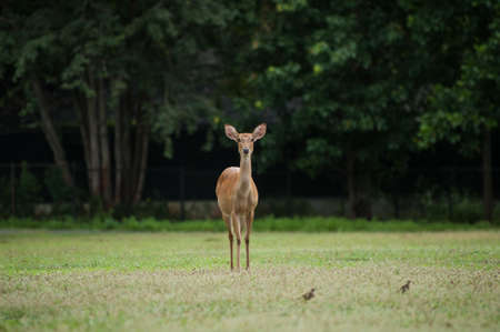 Eld's Deers free in zoo, Thailandの写真素材