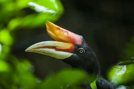 Rhinoceros Hornbill (Buceros rhinoceros) in Southern, Indonesiaの写真素材