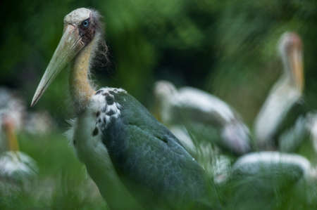 Lesser adjutant stork (Leptoptilos javanicus)の写真素材