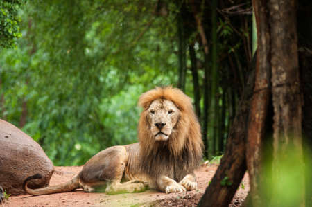 lion male at the zooの写真素材