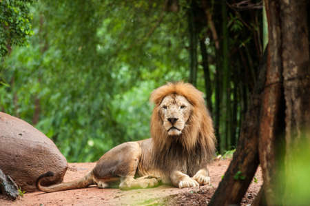lion male at the zooの写真素材