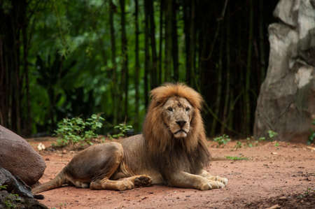 lion male at the zooの写真素材